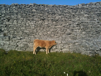Cow in The Burren