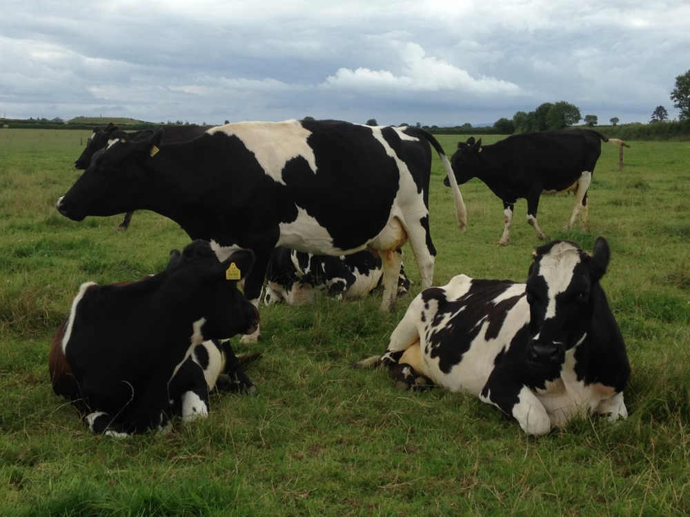 Cows in CastleFarm