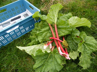 This Farming Life - Rhubarb