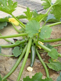 Courgette Plant