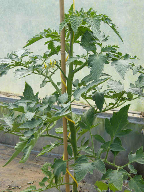 CastleFarm Tomato Plant