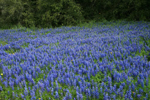 Texas Blue Bonnet