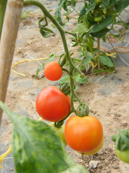 Castlefarm Tomato