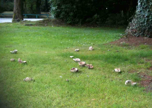 Wild Mushrooms