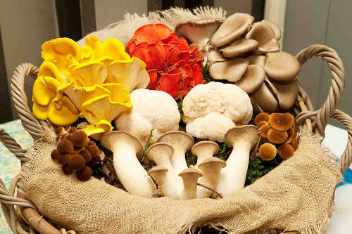 Ballyhoura Mushrooms