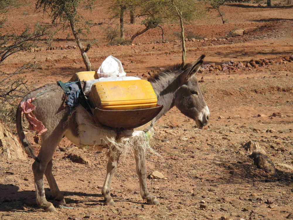 Ethiopian Farming - Donkey