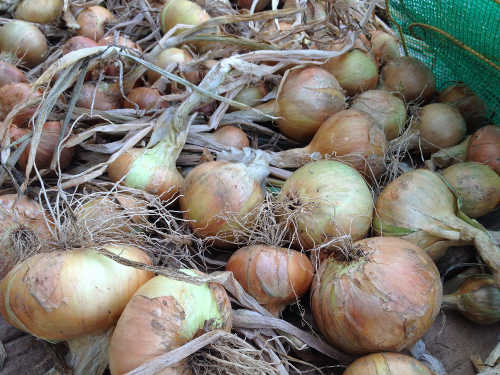 GIY Onions Drying