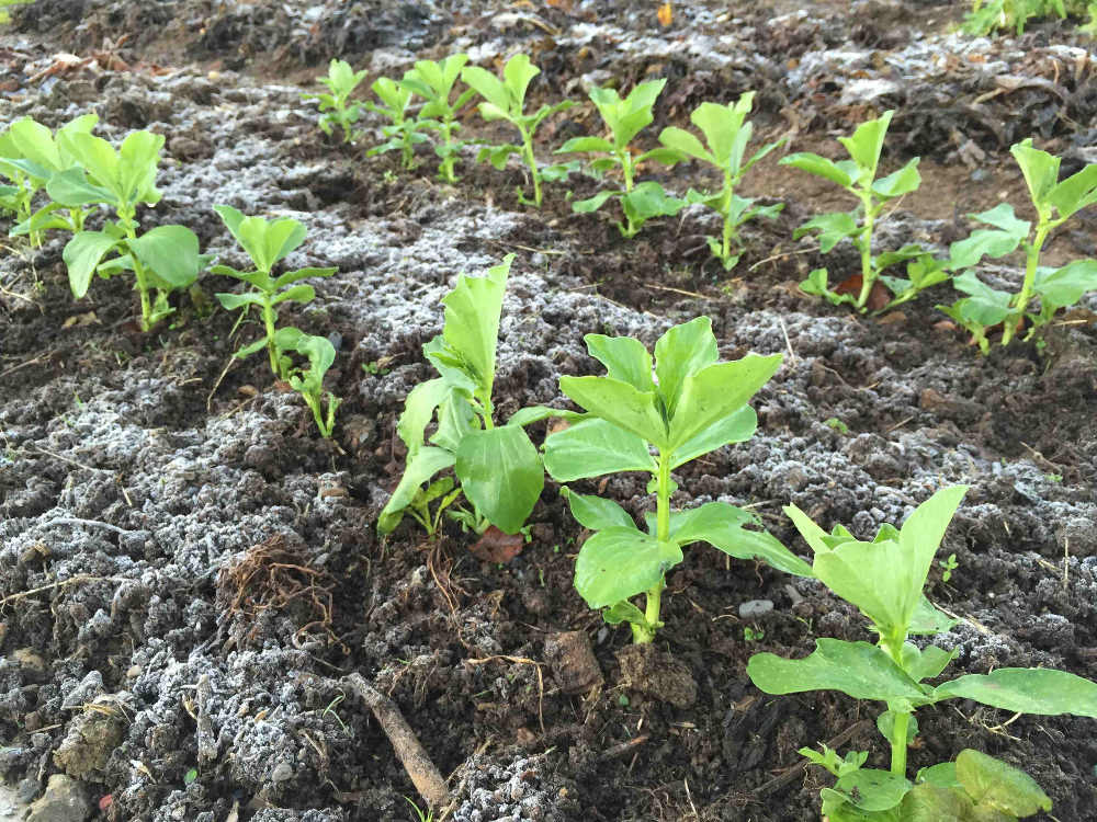 Young Broad Bean Plants