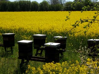 Rapeseed Fields