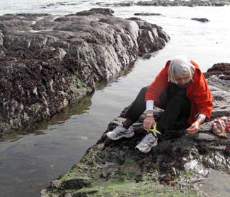 Darina Alen - Foraging for seaweed