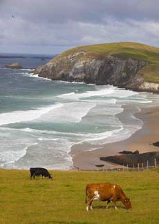 Kerry Cows