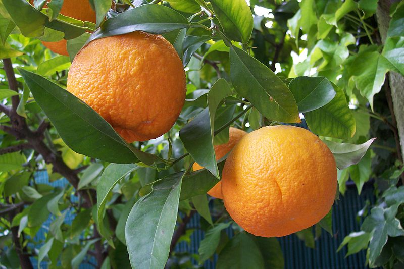 Seville Oranges