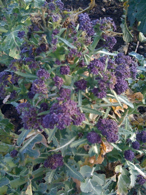 Purple Sprouting Broccoli