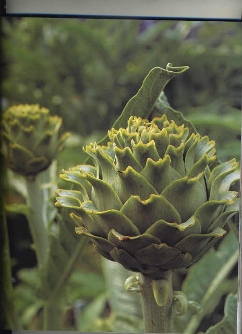 Globe Artichokes