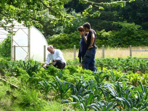 Harrys Bar & Restaurant - Kitchen Garden