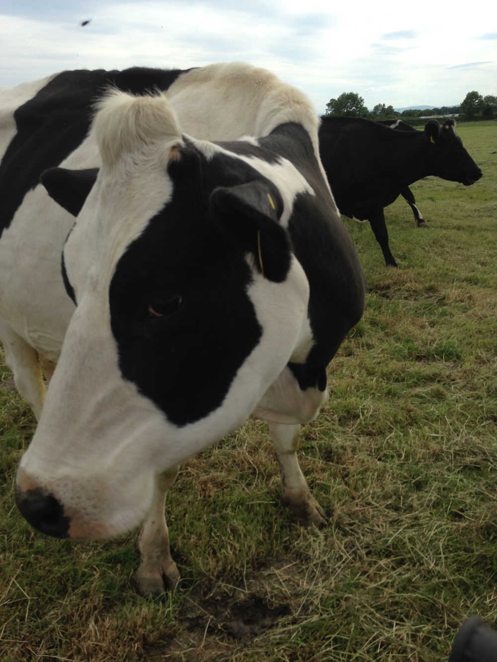 Castlefarm Cattle