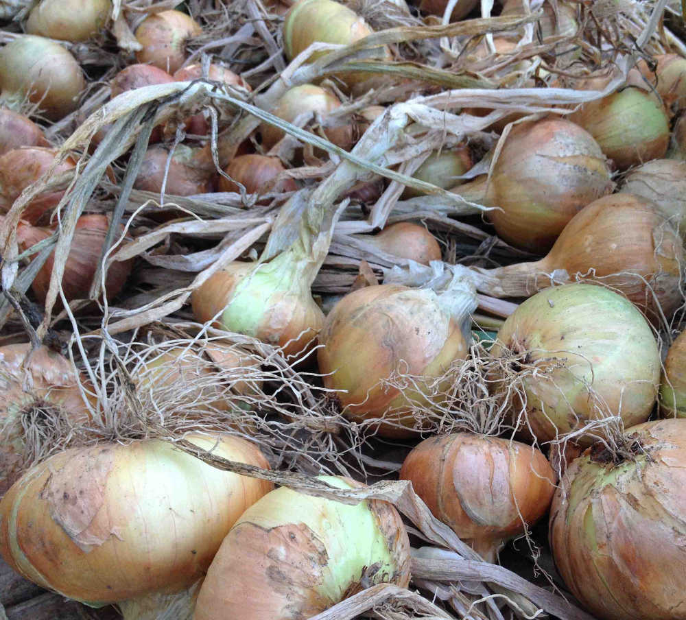 Irish Onions