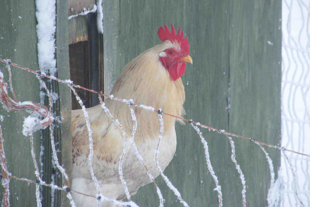 Castlefarm Chicken