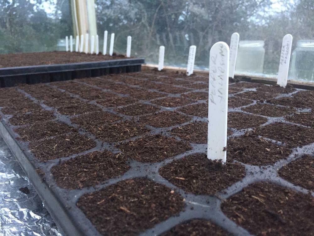 Tomato Seeds Sown