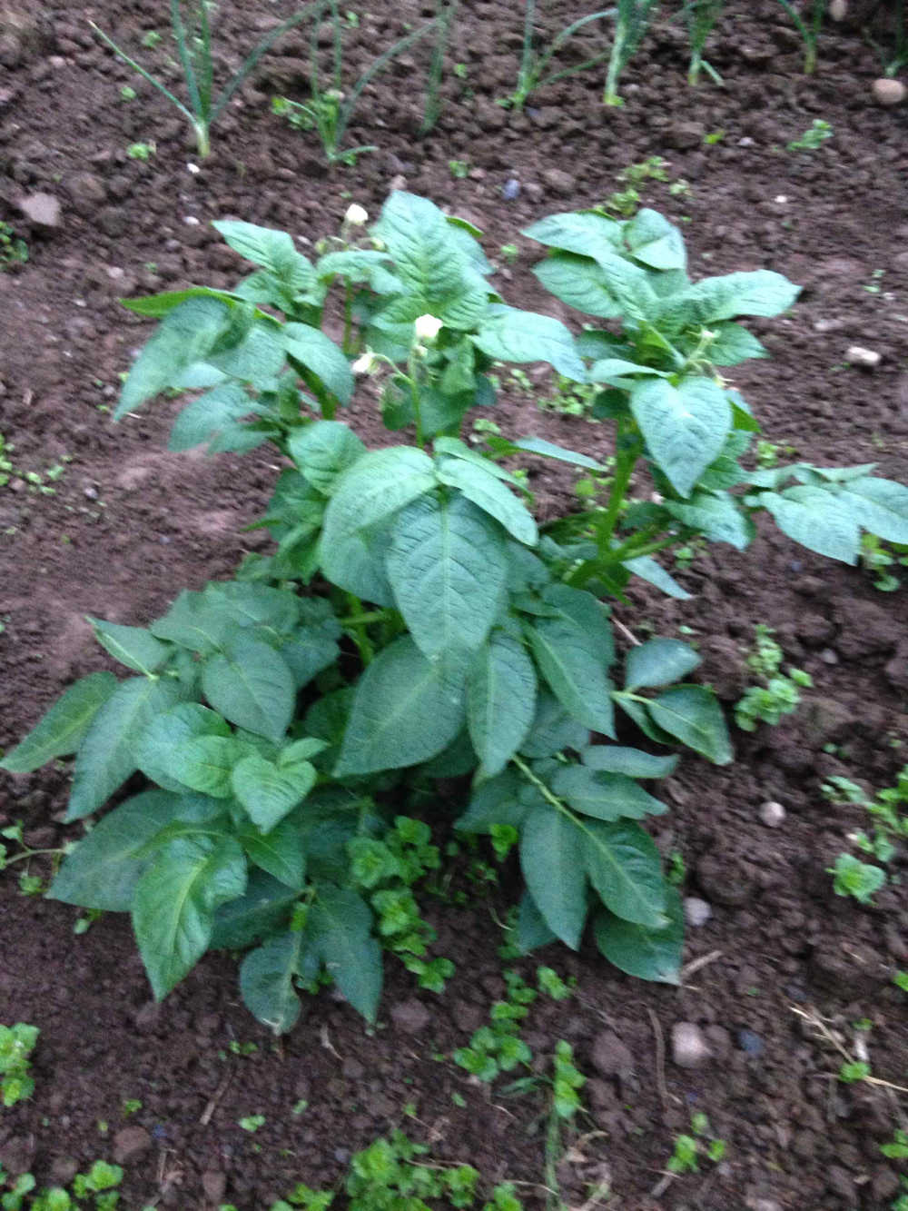 Castlefarm Potatoes