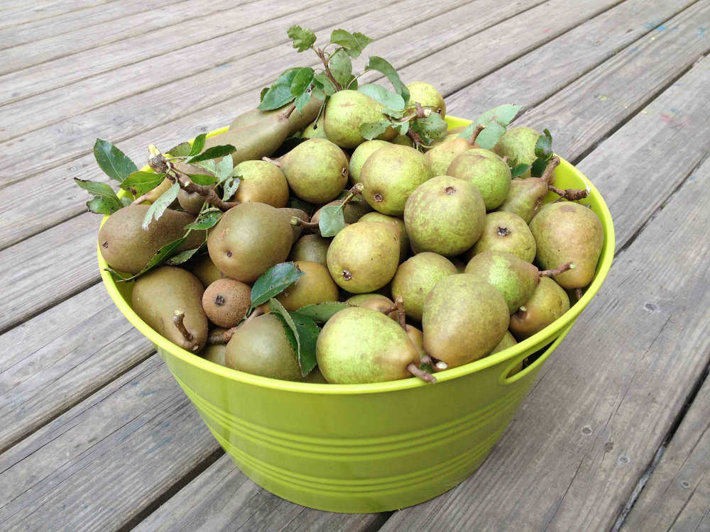 GIY Pears