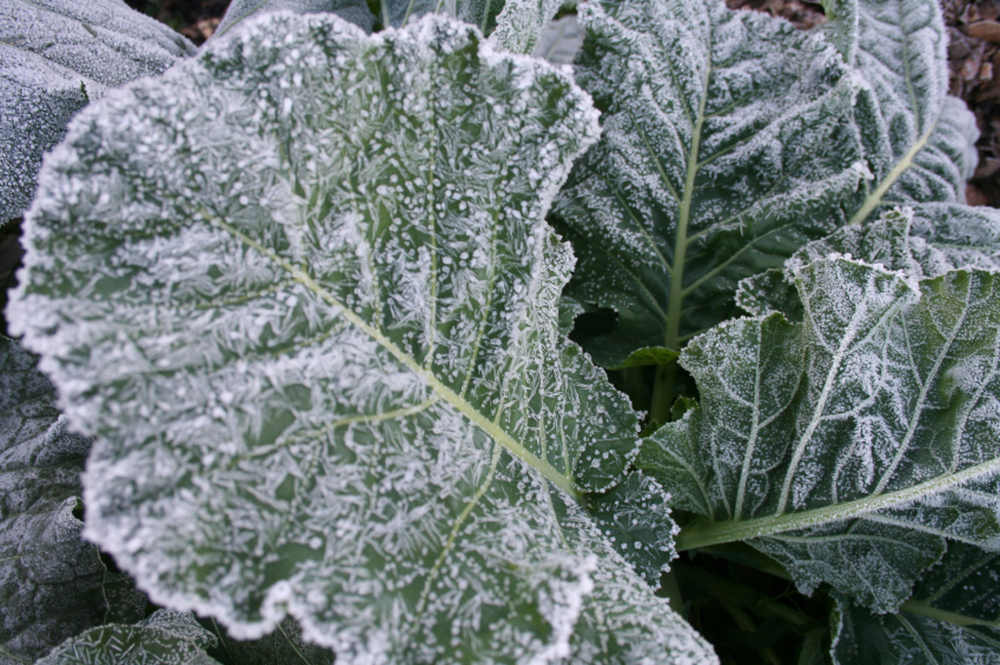 Winter Veg