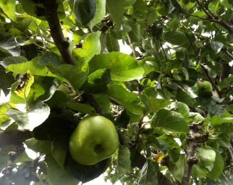 Bramley Apple