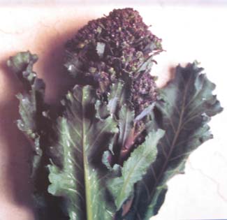 Buttered Purple Sprouting Broccoli