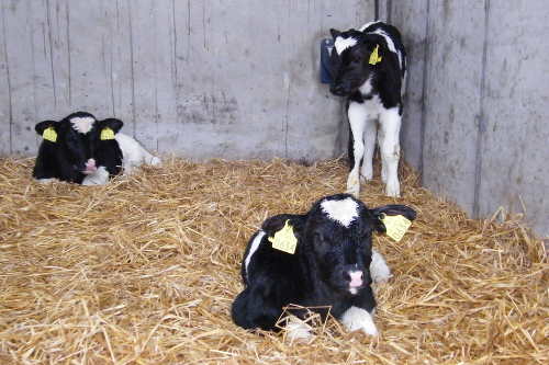 Castlefarm Calves