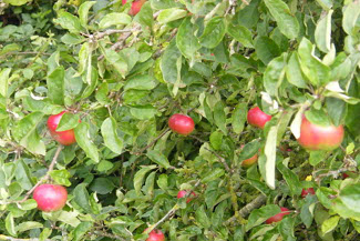 Castlefarm Apples