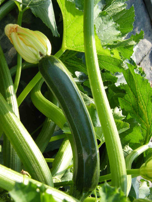 Courgette at Castlefarm