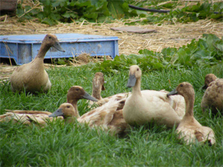 CastleFarm Ducks