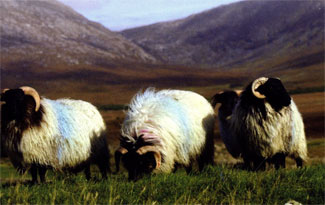 Comeragh Lamb