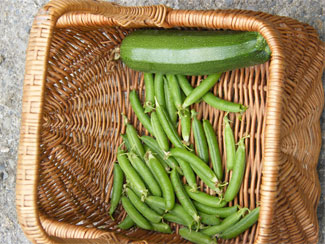 Castlefarm Athy County Kildare Ireland - Courgette & Peas