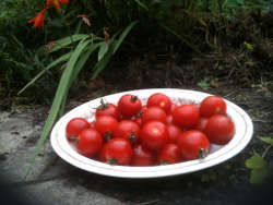 Cherry Tomatoes