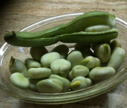 Broad Beans