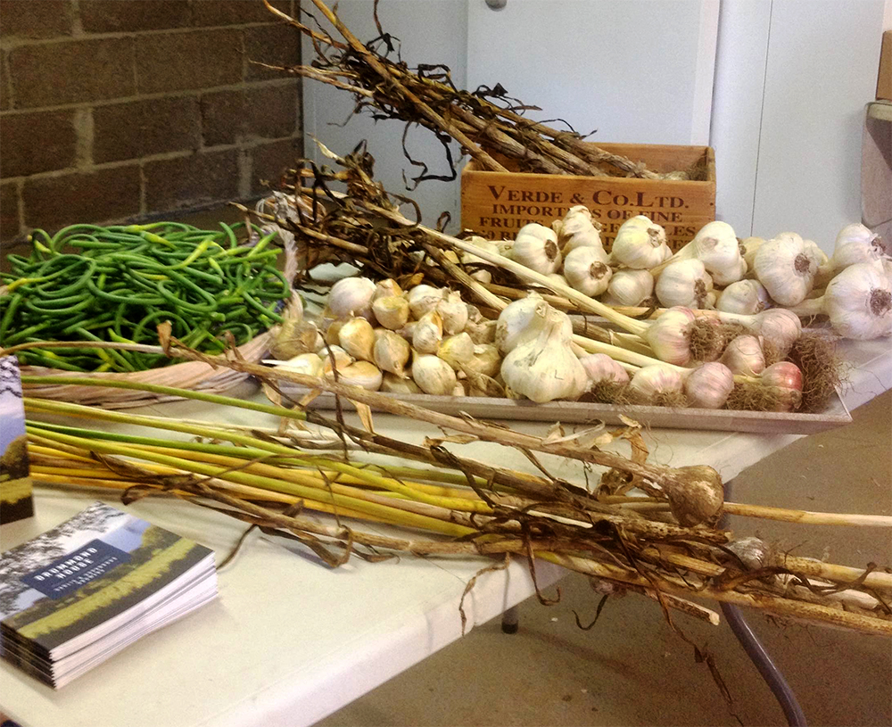 Drummond House garlic