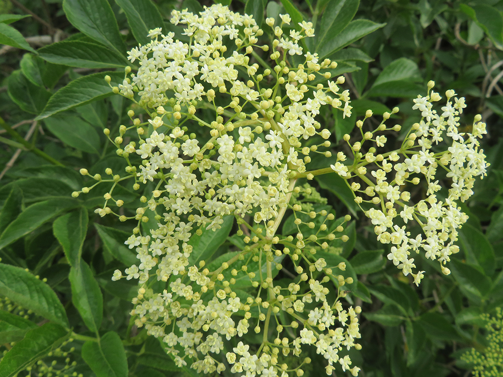 Elderflowers