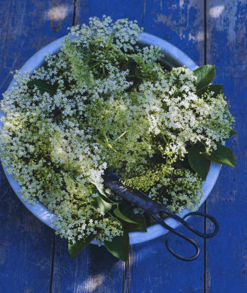 Elderflower