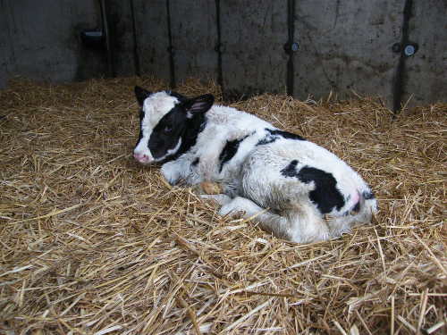 Calving