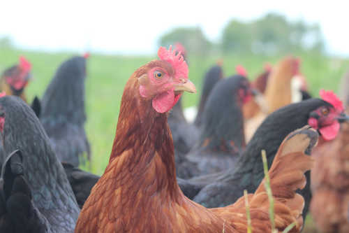 Friendly Farmer Chicken