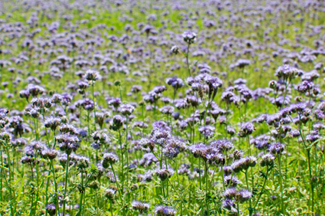 Phacelia