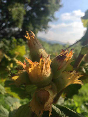 Hazelnut Tree