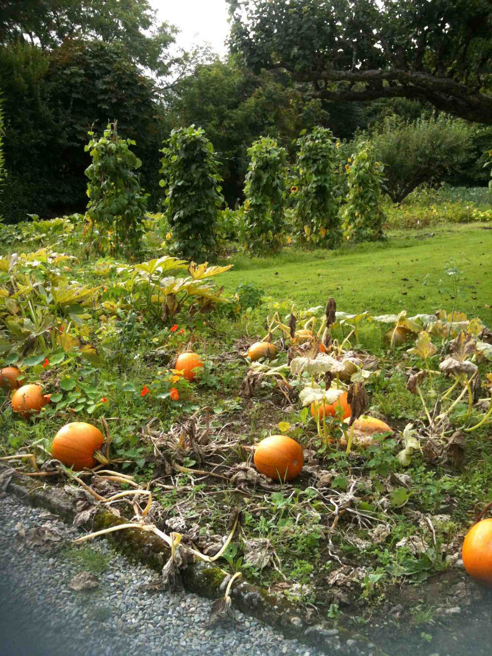 Hunters Hotel Pumpkins