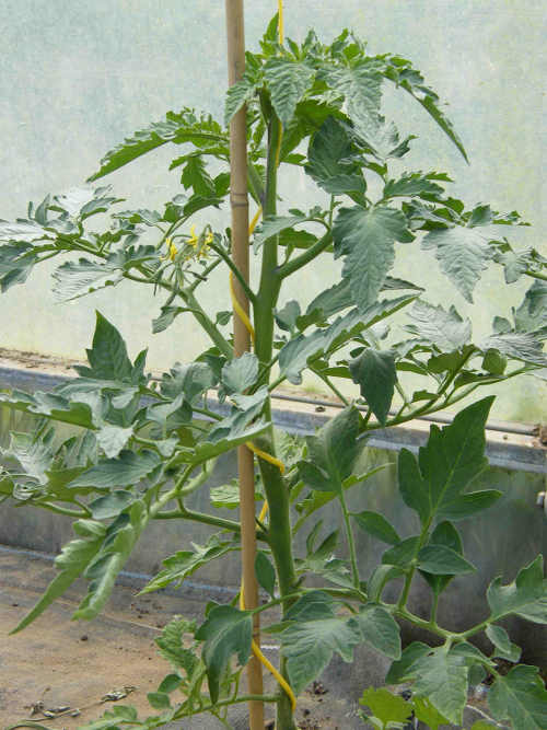 Castlefarm Tomato Plant