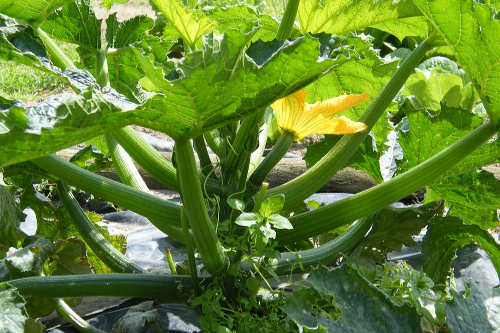 Pumpkin Plants