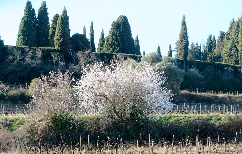 Almond Tree