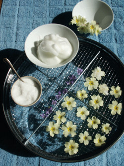 Crystallised Primroses or Violets