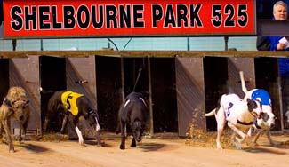 Shelbourne Park Greyhound Stadium - Dublin 4