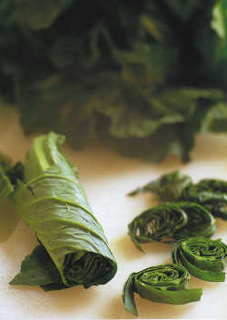 Spring Cabbage